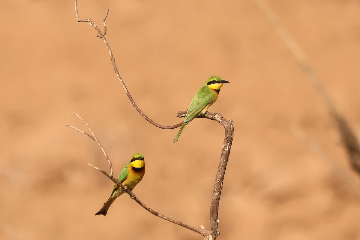 Little Bee-eater - ML633059658