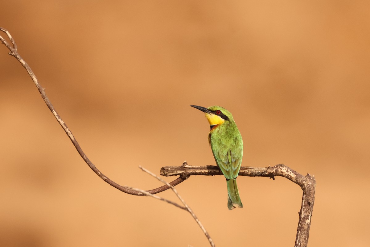 Little Bee-eater - ML633059659