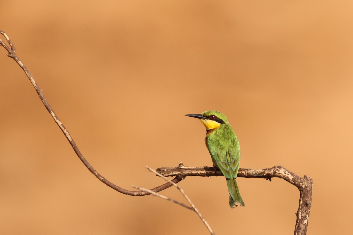 Little Bee-eater - ML633059660