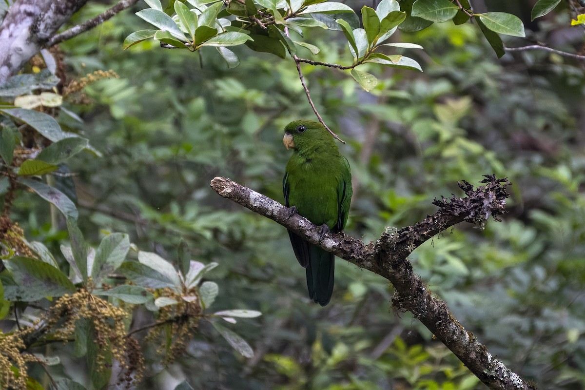 Blue-bellied Parrot - ML633059667