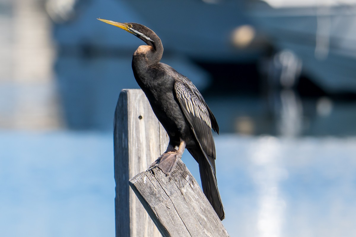 Australasian Darter - ML633059670