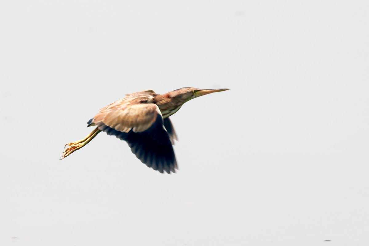 Yellow Bittern - ML633059673