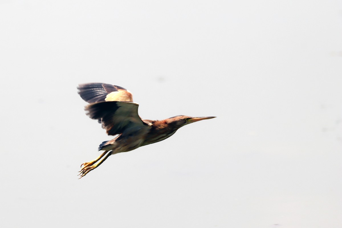 Yellow Bittern - ML633059674