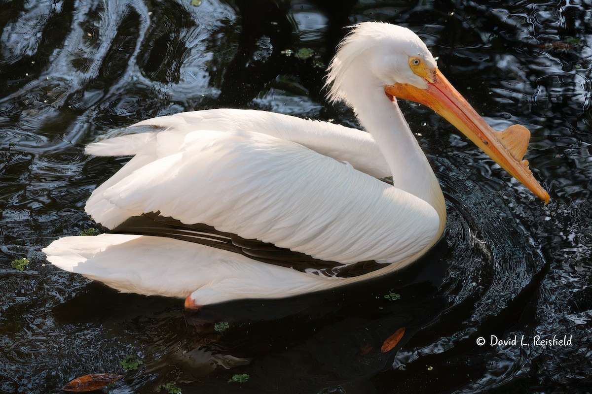 American White Pelican - ML633059742