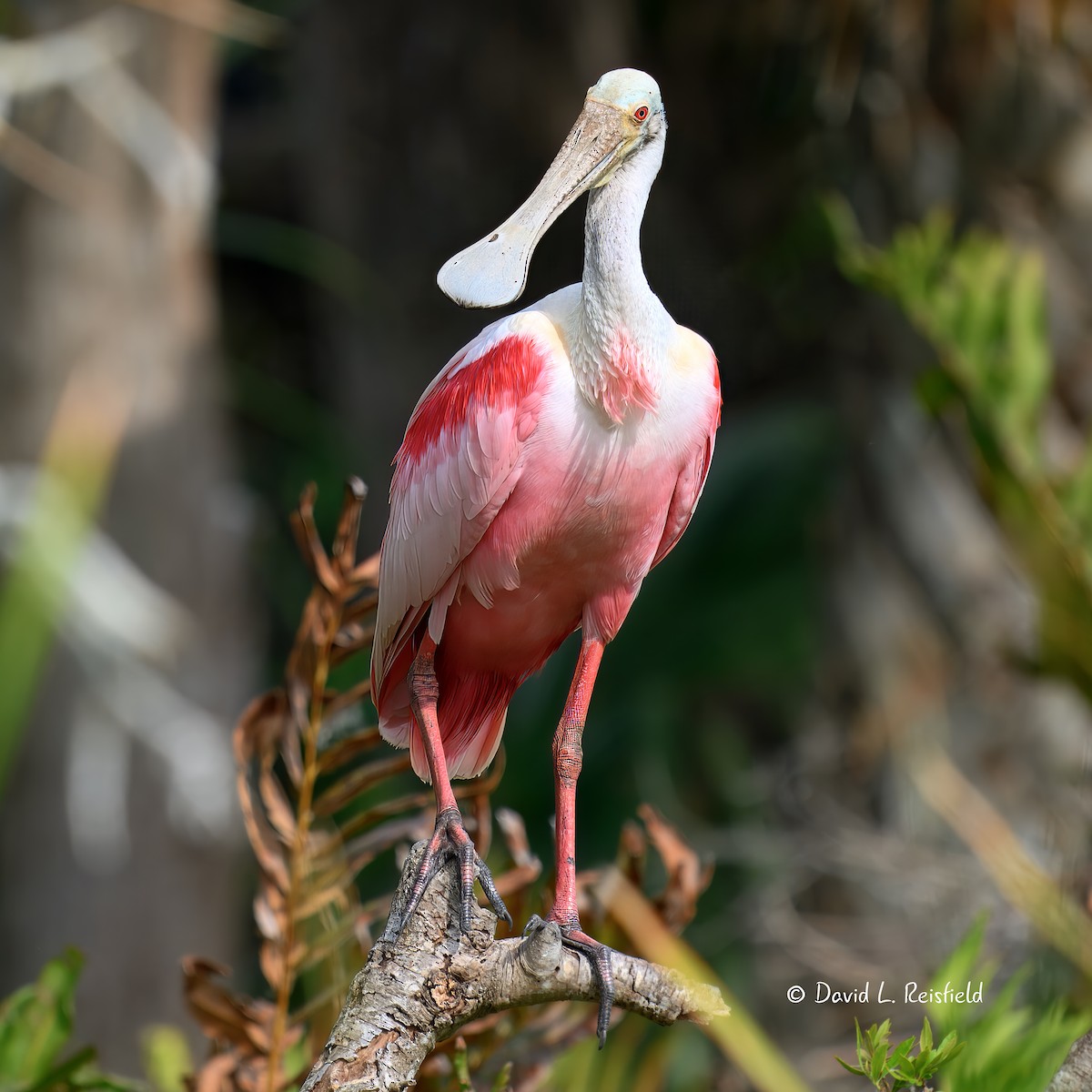Roseate Spoonbill - ML633059756