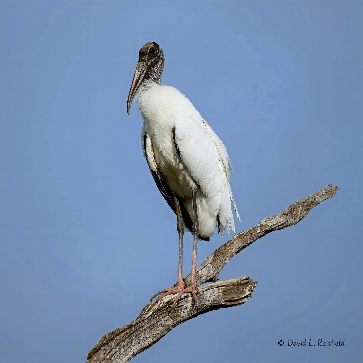 Wood Stork - ML633059765