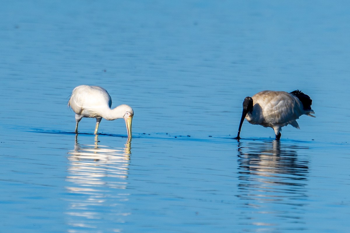 Yellow-billed Spoonbill - ML633059776