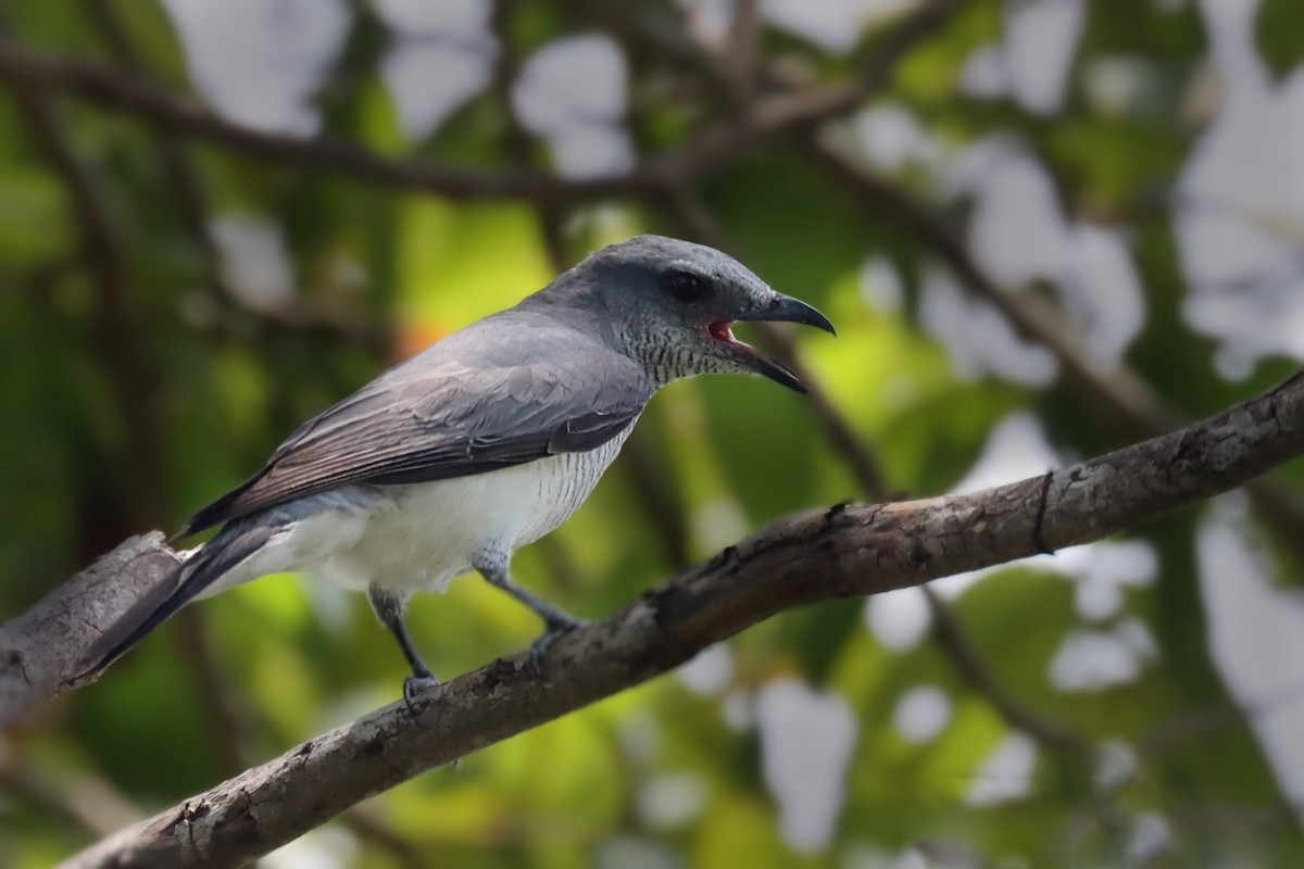 Indian Cuckooshrike - ML633059824