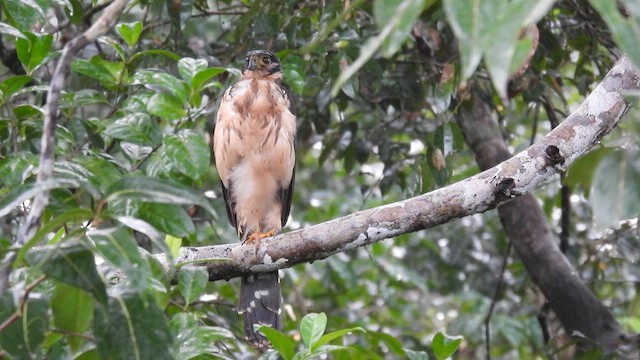 Collared Forest-Falcon - ML633060041