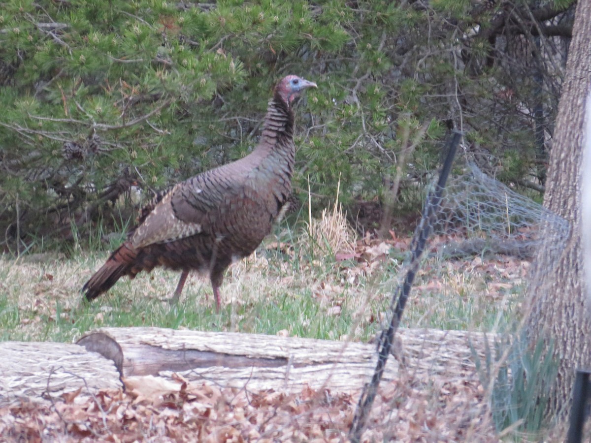 Wild Turkey - ML633060250
