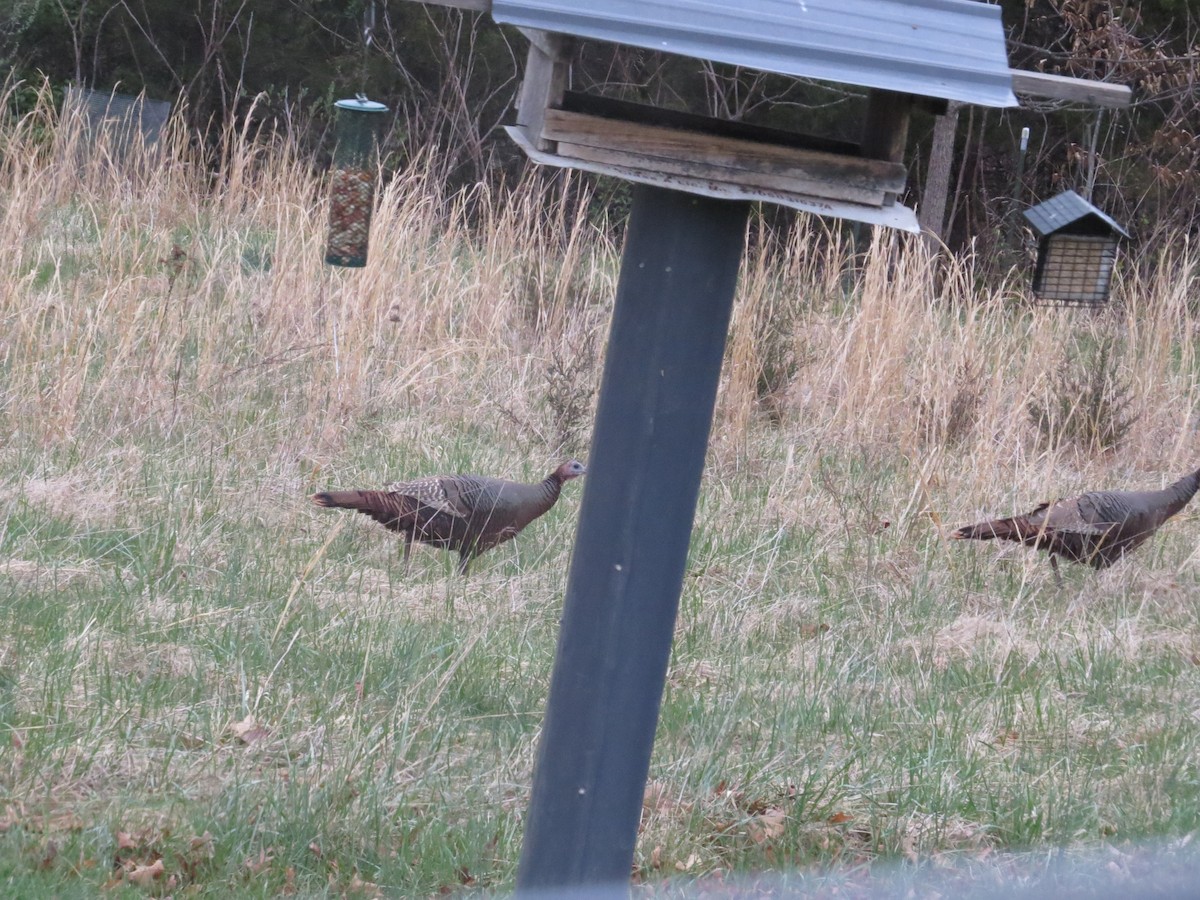 Wild Turkey - ML633060251