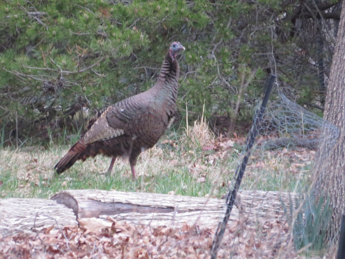 Wild Turkey - ML633060252