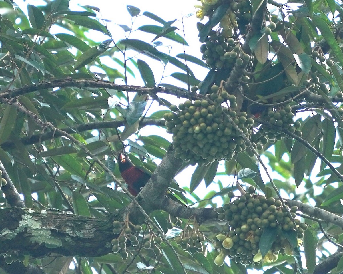 Coconut Lorikeet - ML633060425