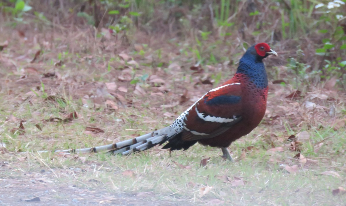 Mrs. Hume's Pheasant - ML633060480