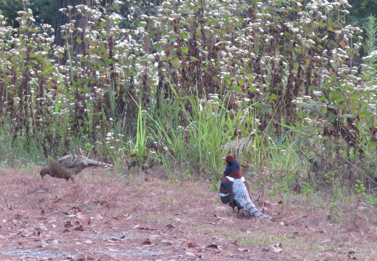 Mrs. Hume's Pheasant - ML633060481