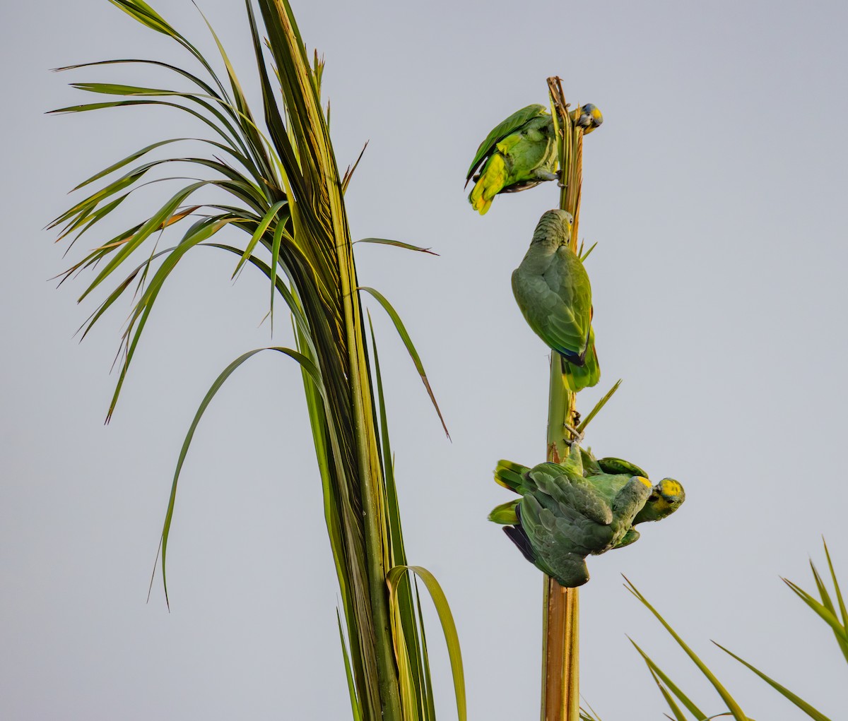 Orange-winged Amazon - ML633060493