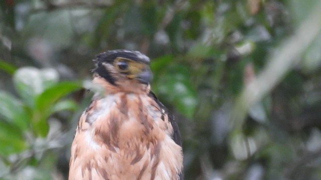 Collared Forest-Falcon - ML633060577
