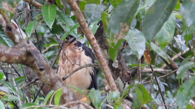 Collared Forest-Falcon - ML633060582