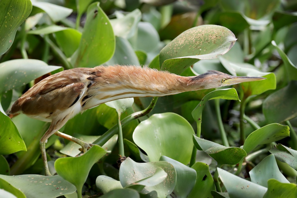 Yellow Bittern - ML633060606