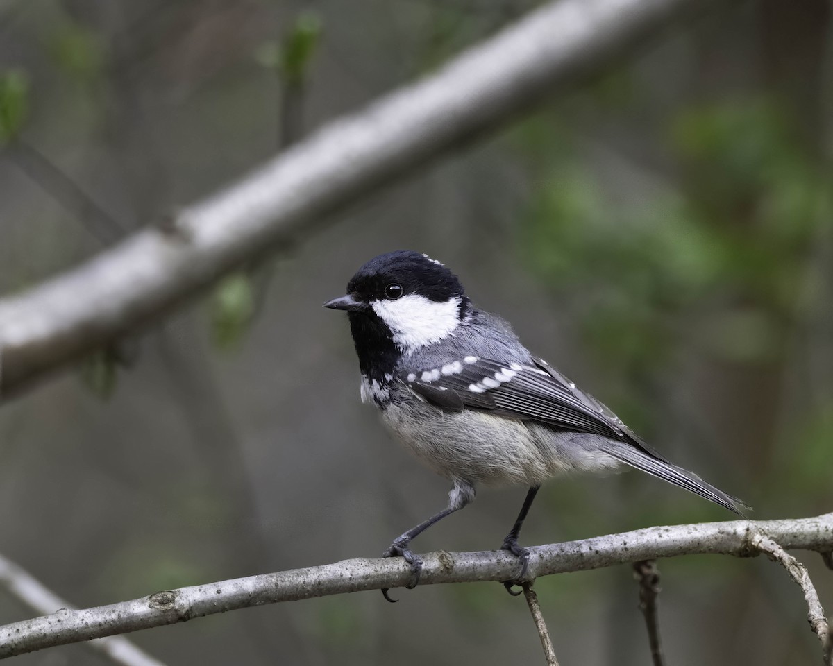 Өдөрч хөх бух - ML633060760