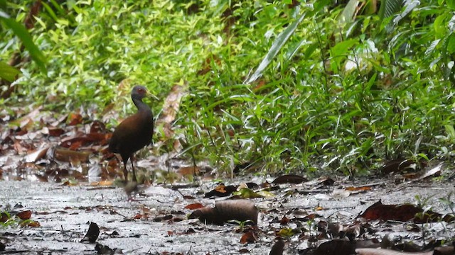 Brown Wood-Rail - ML633060891