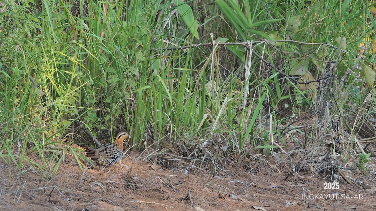 Mountain Bamboo-Partridge - ML633061080