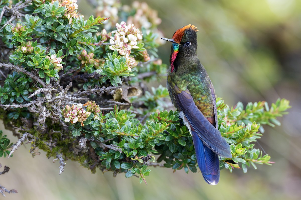 Rainbow-bearded Thornbill - ML633061119