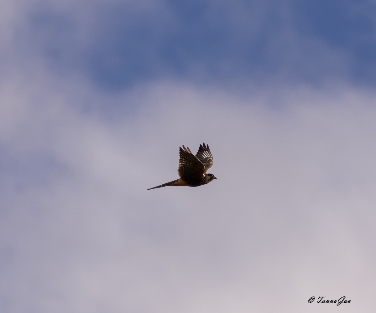 Aplomado Falcon - ML633061122