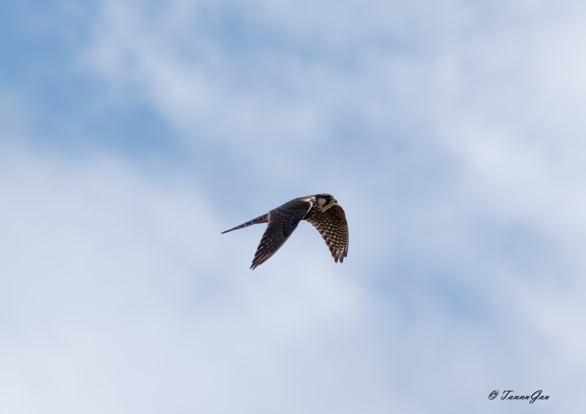 Aplomado Falcon - ML633061159