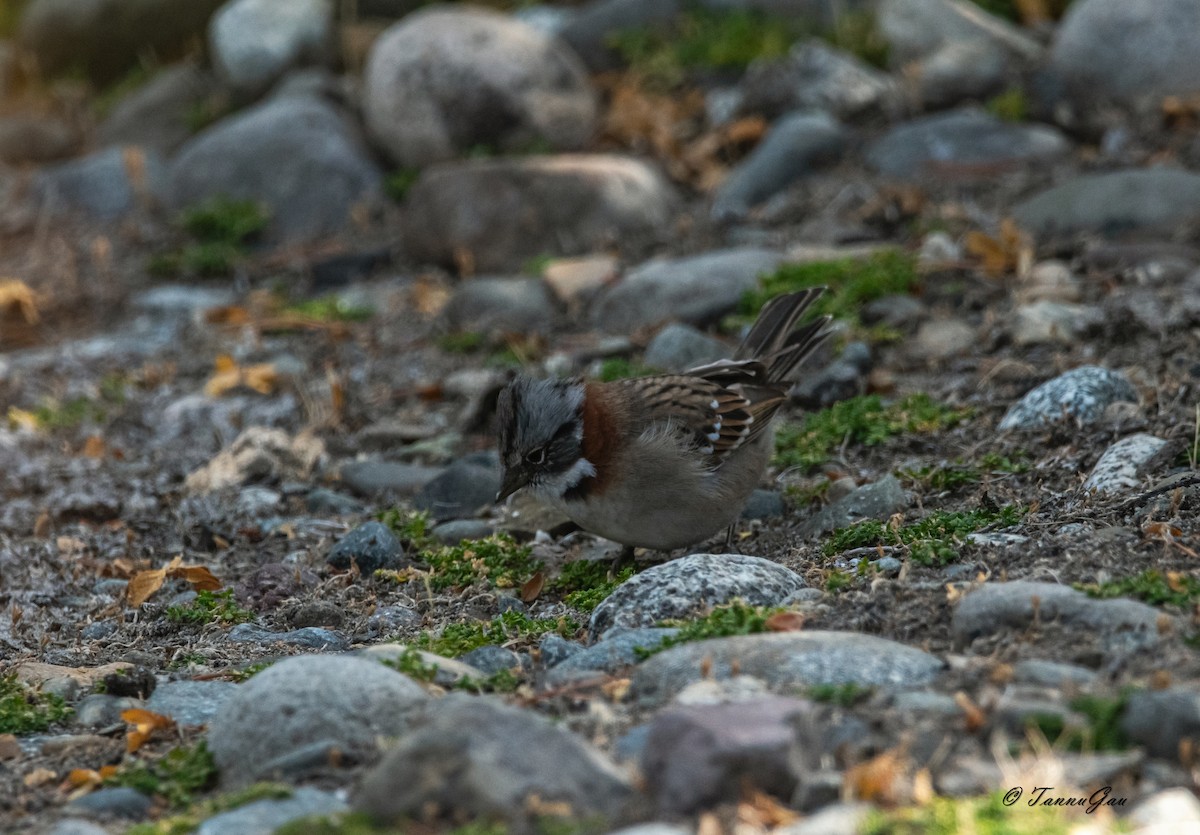 Rufous-collared Sparrow - ML633061183