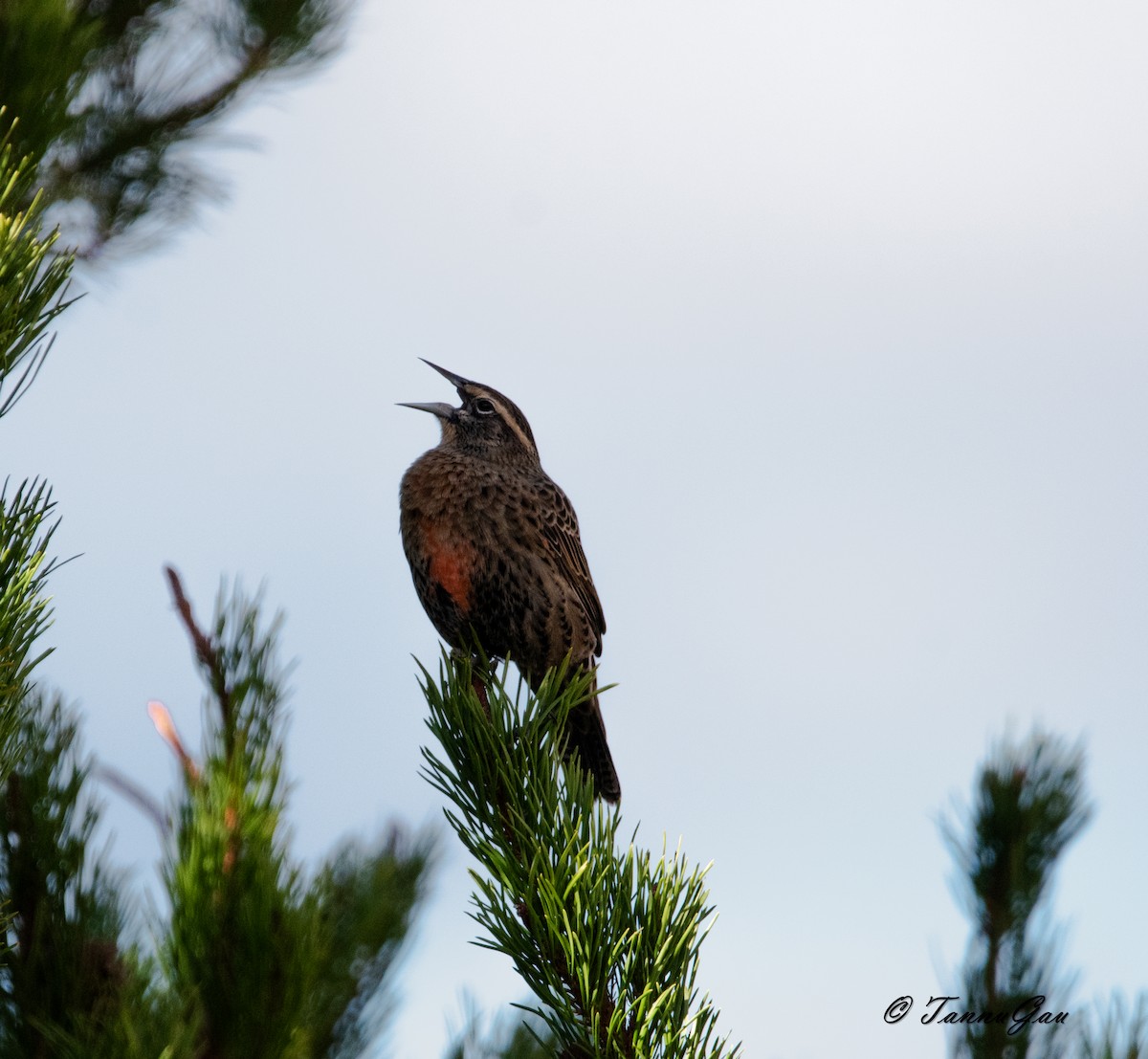 Long-tailed Meadowlark - ML633061194