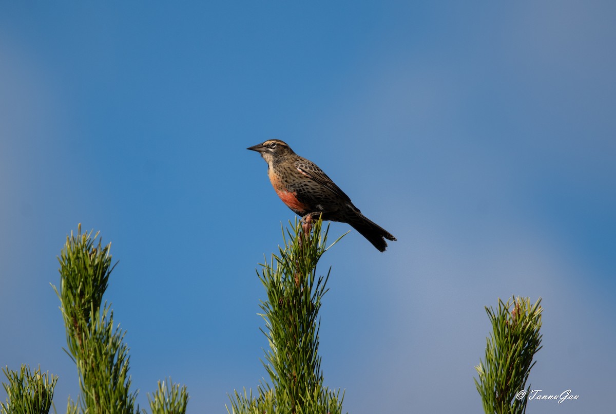 Long-tailed Meadowlark - ML633061197