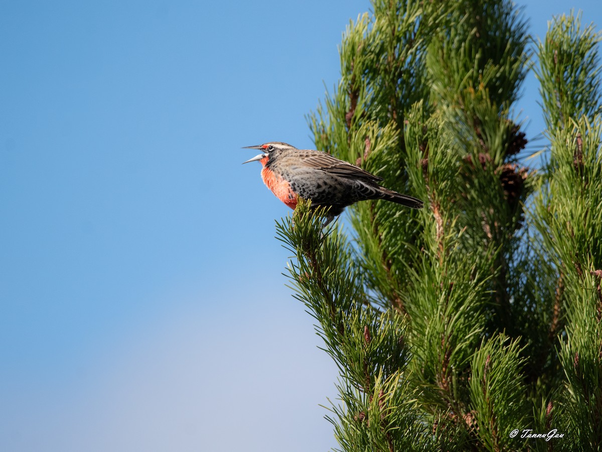 Long-tailed Meadowlark - ML633061199