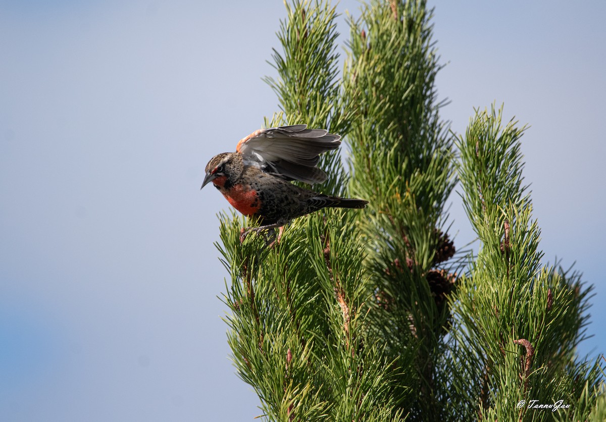 Long-tailed Meadowlark - ML633061202