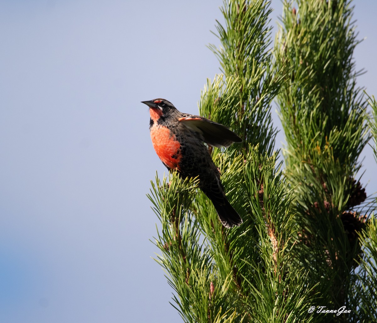 Long-tailed Meadowlark - ML633061209