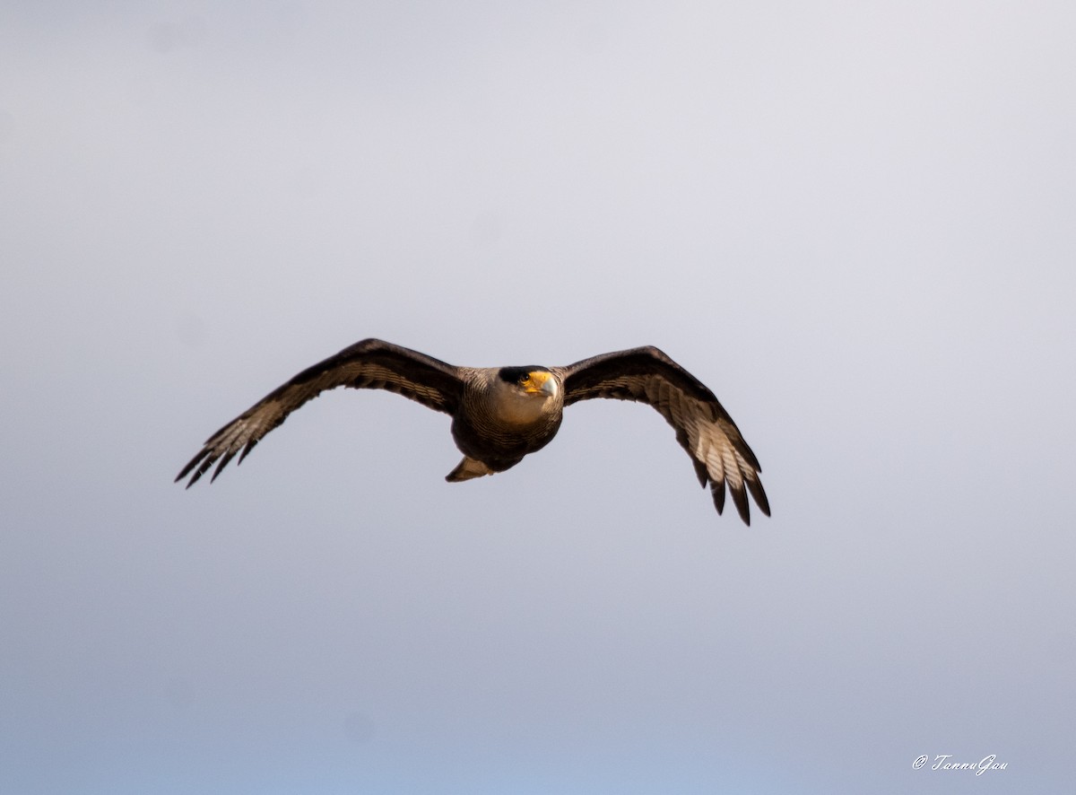 Crested Caracara - ML633061235
