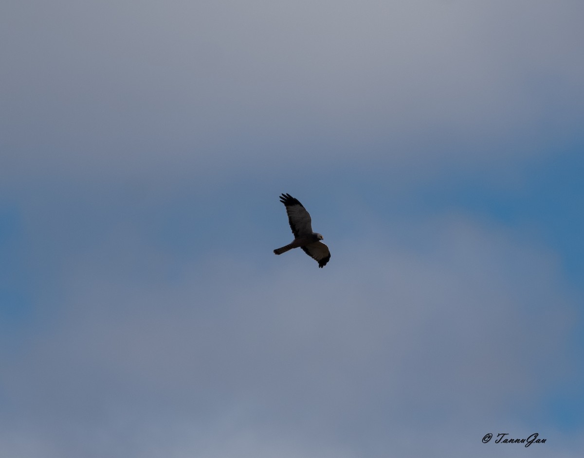 Cinereous Harrier - ML633061241