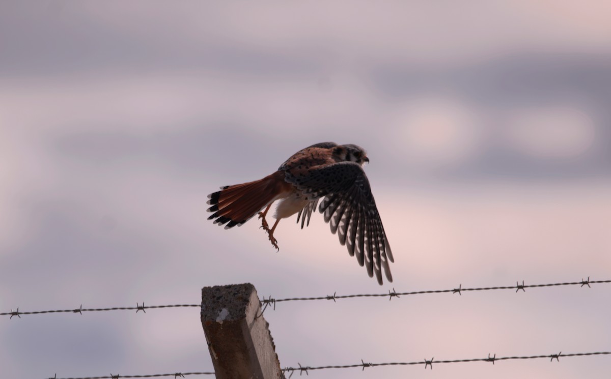 American Kestrel - ML633061324