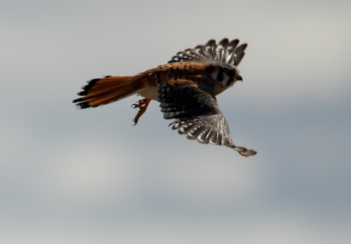 American Kestrel - ML633061330