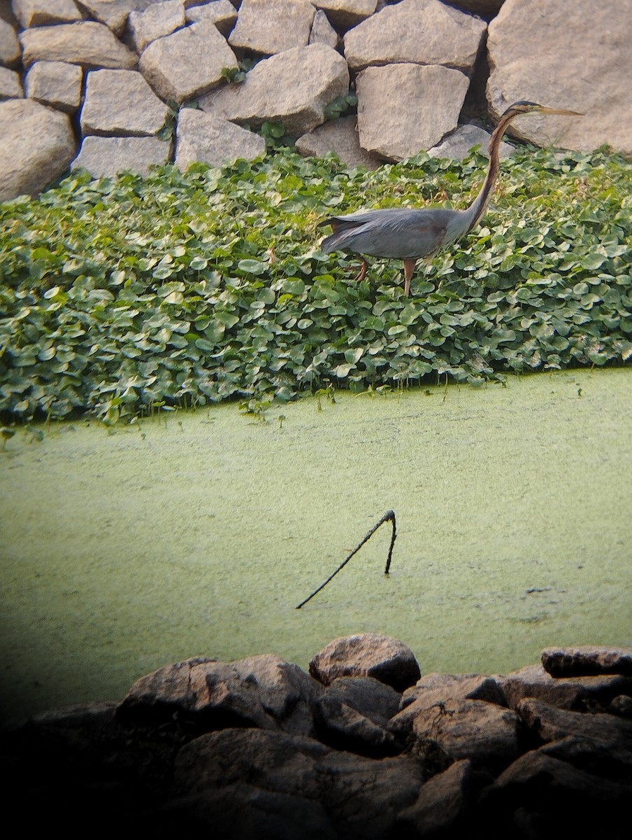 Purple Heron - ML633061525