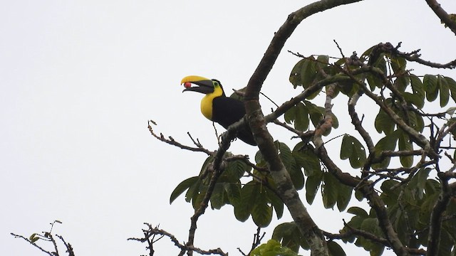 Choco Toucan - ML633061539