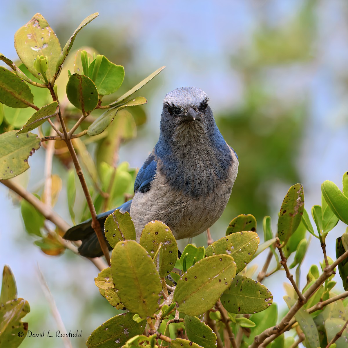 Florida Scrub-Jay - ML633061593