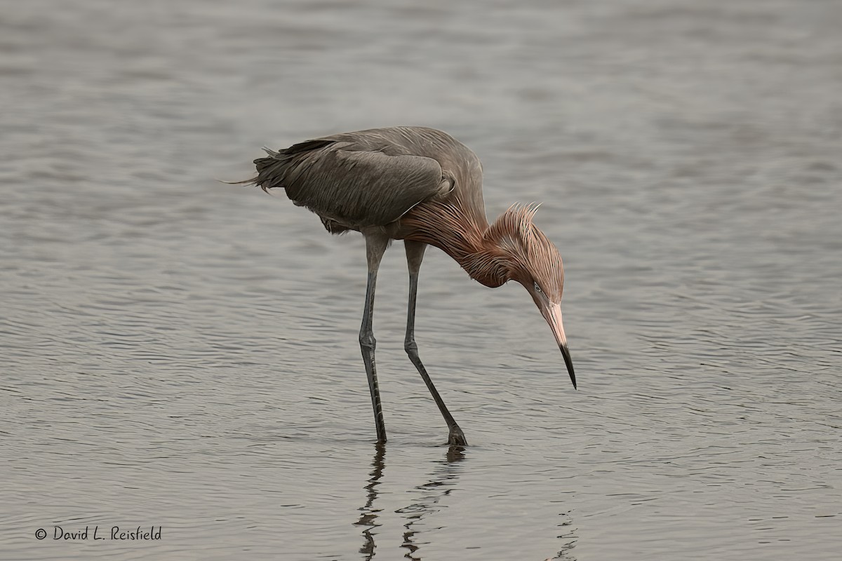 Reddish Egret - ML633061625