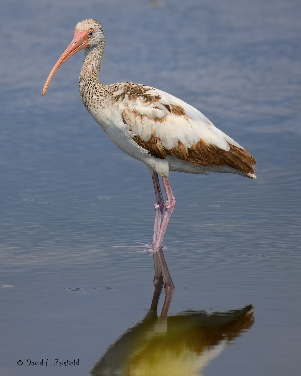 White Ibis - ML633061669