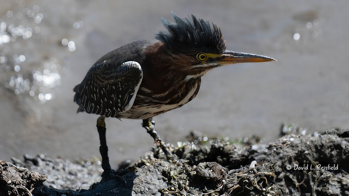 Green Heron - ML633061723