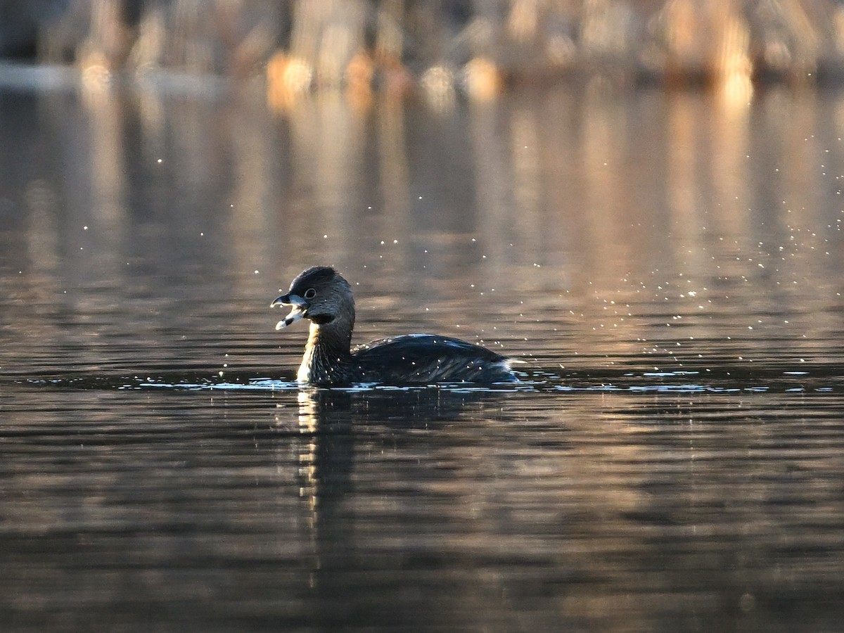 Pied-billed Grebe - ML633061737