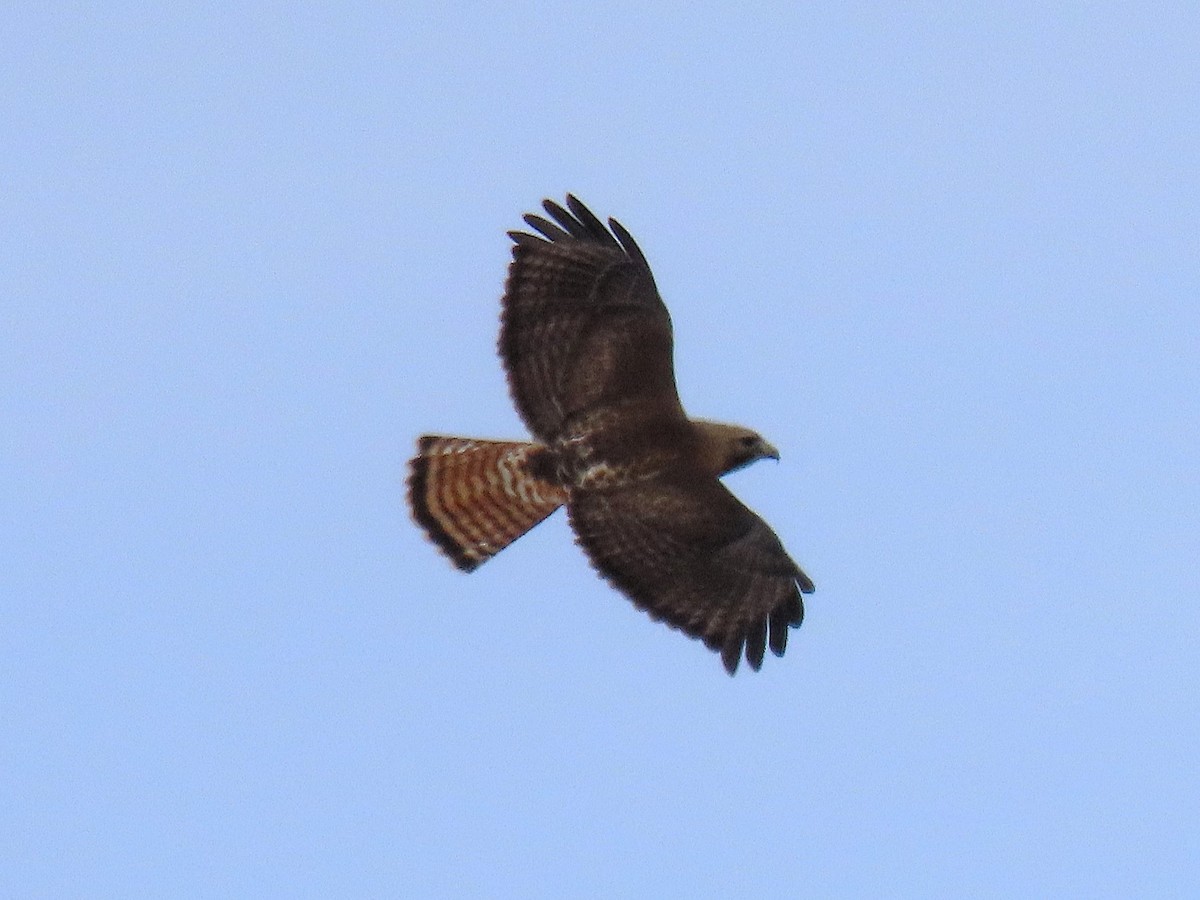 Red-shouldered x Red-tailed Hawk (hybrid) - ML633061814