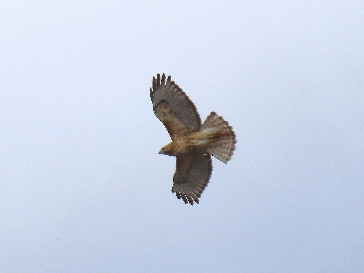 Red-shouldered x Red-tailed Hawk (hybrid) - ML633061815