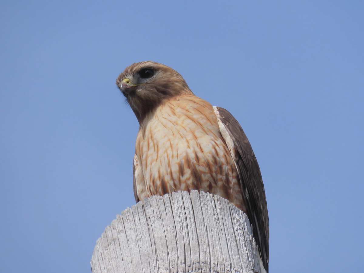 Red-shouldered x Red-tailed Hawk (hybrid) - ML633061816