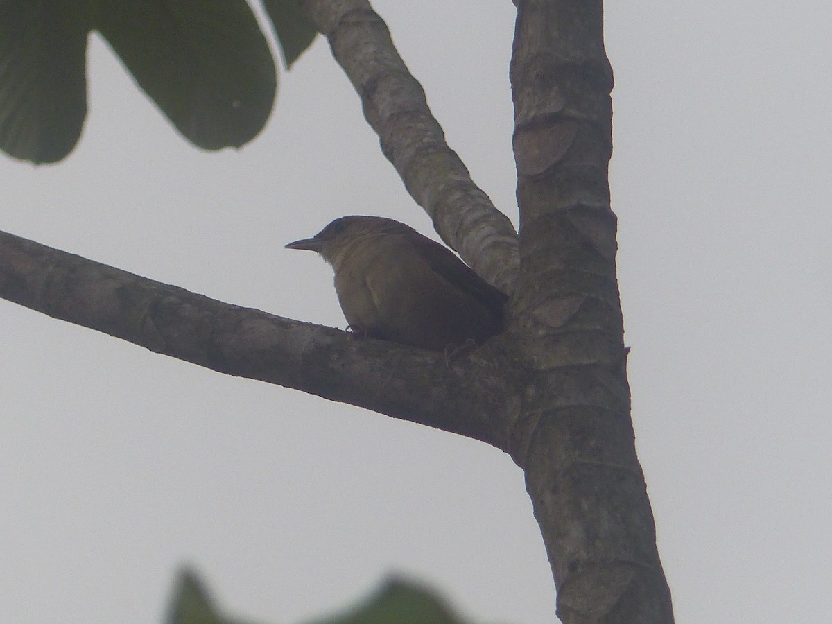 Plain Thornbird - ML633061839